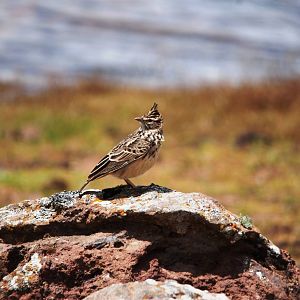 Thekla Lark in Bale Mountains NP, 15/10/14