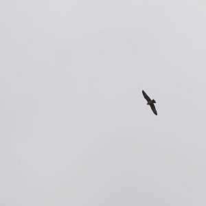 Saker Falcon in Bale Mountains NP, 15/10/14