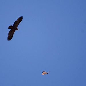 Steppe Eagle and Augur Buzzard in Bale Mountains NP, 15/10/14