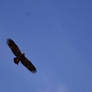 Steppe Eagle in Bale Mountains NP, 15/10/14
