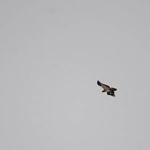 Tawny Eagle in Bale Mountains NP, 15/10/14
