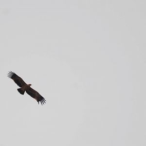 Tawny Eagle in Bale Mountains NP, 15/10/14