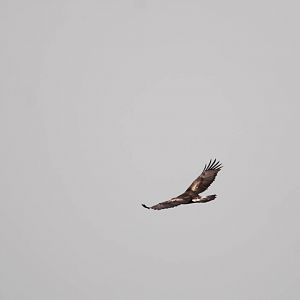 Golden Eagle in Bale Mountains NP, 15/10/14