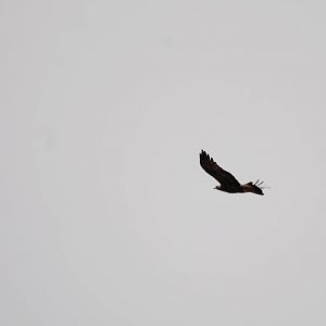 Golden Eagle in Bale Mountains NP, 15/10/14