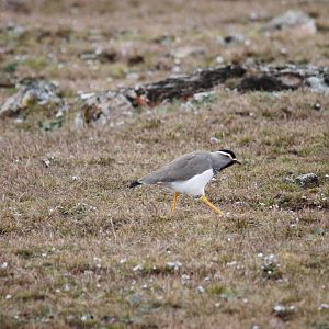 Spot-breasted Lapwing in Bale Mountains NP, 15/10/14