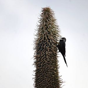 Slender-billed Starling in Bale Mountains NP, 15/10/14