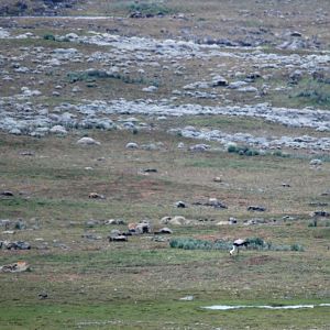 Wattled Crane in Bale Mountains NP, 15/10/14