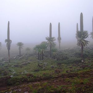 Giant Lobelias in Bale Mountains NP, 15/10/14