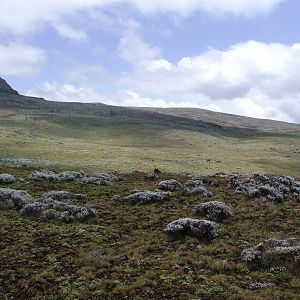 Wolf Habitat, Sanetti Plateau, Bale Mountains NP, 15/10/14
