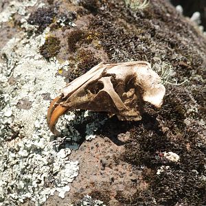 Skull of an Ethiopian Giant Mole-Rat in Bale Mountains NP, 15/10/14