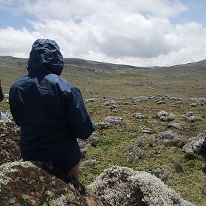 Watching for Wolves, Sanetti Plateau, Bale Mountains NP, 15/10/14