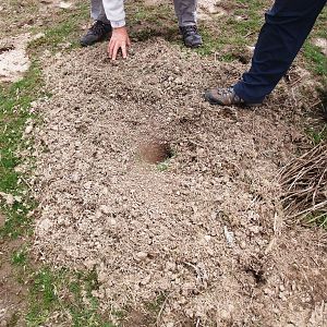Ethiopian Giant Mole-Rat Burrow Entrance in Bale Mountains NP, 15/10/14