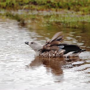 Blue-winged Goose in Bale Mountains NP, 15/10/14