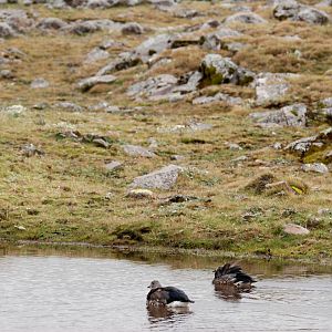 Blue-winged Geese in Bale Mountains NP, 15/10/14