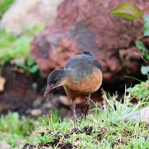 Rouget's Rail in Bale Mountains NP, 15/10/14