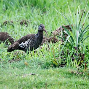 Wattled Ibis in Bale Mountains NP, 15/10/14