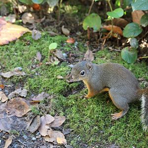Douglas Squirrel - Nov 2014