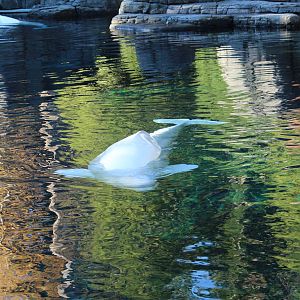 Beluga - Nov 2014