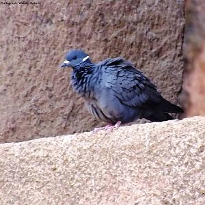 White-collared Pigeon