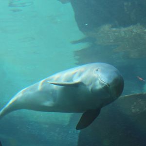 Harbour Porpoise - Nov 2014