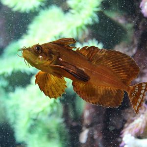 Silver Spotted Sculpin - Nov 2014