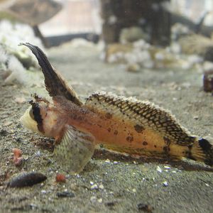 Sailfin Sculpin - Nov 2014