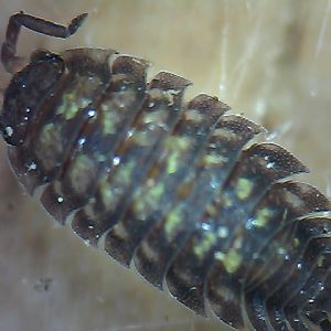 Woodlouse ID
