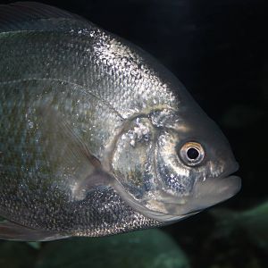 Silver Surfperch - Nov 2014