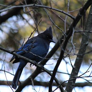 Steller's Jay