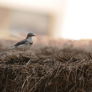 Mountain Wagtail at Shashemene, 14/10/14