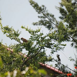 Urban Grivets at Shashemene, 14/10/14