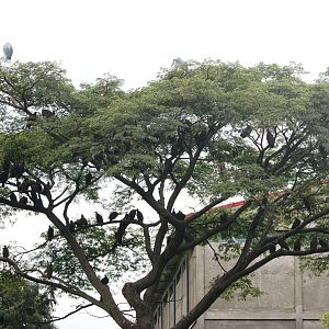 Trees Full of Scavengers at Shashemene, 14/10/14