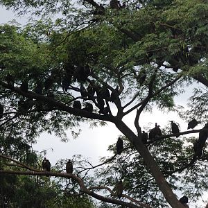 Trees Full of Scavengers at Shashemene, 14/10/14