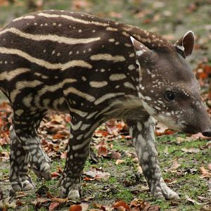 Baby Tapir - 17th October