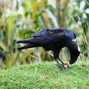 Thick-billed Raven, between Shashemene and Bale Mountains NP, 14/10/14