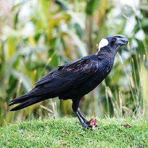 Thick-billed Raven, between Shashemene and Bale Mountains NP, 14/10/14