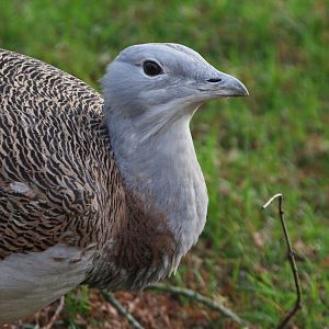 Great Bustard (Otis tarda) male