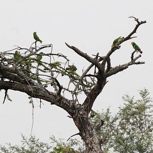 Yellow-fronted Parrots at Bishangari Lodge, 14/10/14