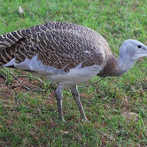 Great Bustard (Otis tarda) male