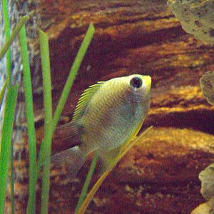 Yellowfin Damsel (Amblyglyphidon flavilatus)