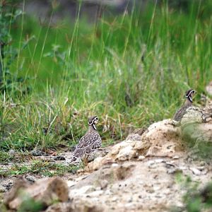 Three-banded Coursers at Bishangari Lodge, 14/10/14