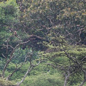 Ovambo Sparrowhawk at Bishangari Lodge, 14/10/14