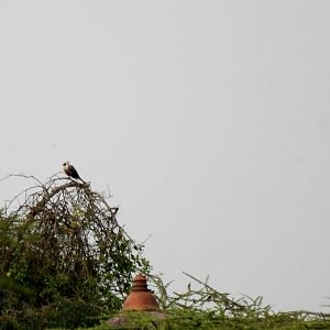 Bare-faced Go-away-bird at Bishangari Lodge, 14/10/14