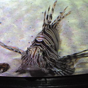 Lionfish (Pterois volitans)