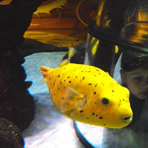 Golden Pufferfish (Arothron meleagris)