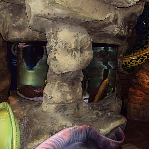 View of Lionfish/Pufferfish and Moray Eel Tank