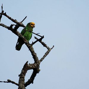 Yellow-fronted Parrot at Bishangari Lodge, 14/10/14
