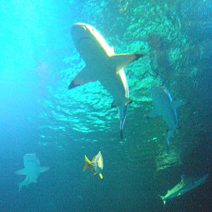 Black-tipped Reef Sharks
