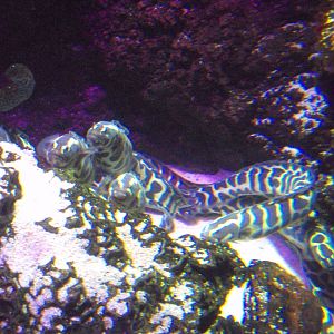 Convict Blenny (Pholidichthys leucotaenia)