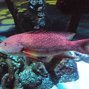 Louti Grouper (Variola louti)